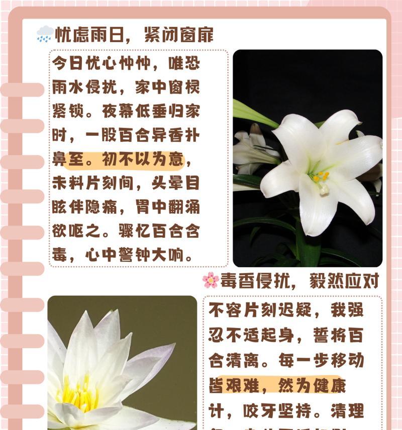 百合花的另类花语有哪些含义？