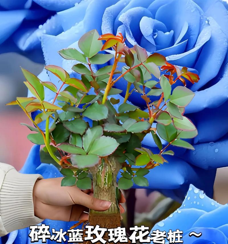 蓝玫瑰的花语及其含义是什么？