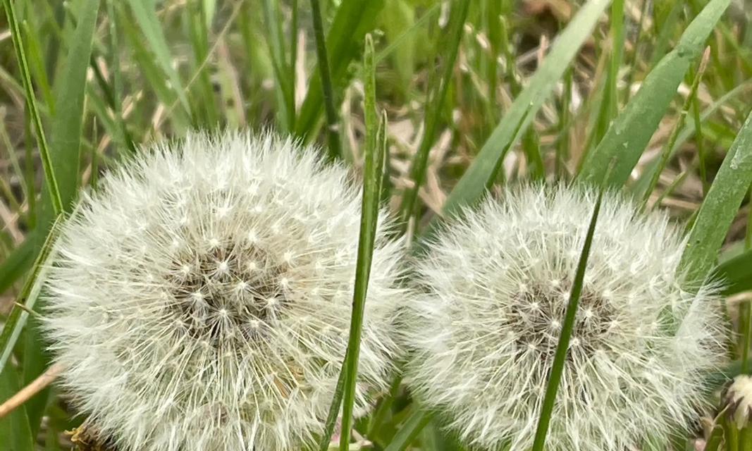 蒲公英的花语是什么？这种常见植物在花语中代表了什么？