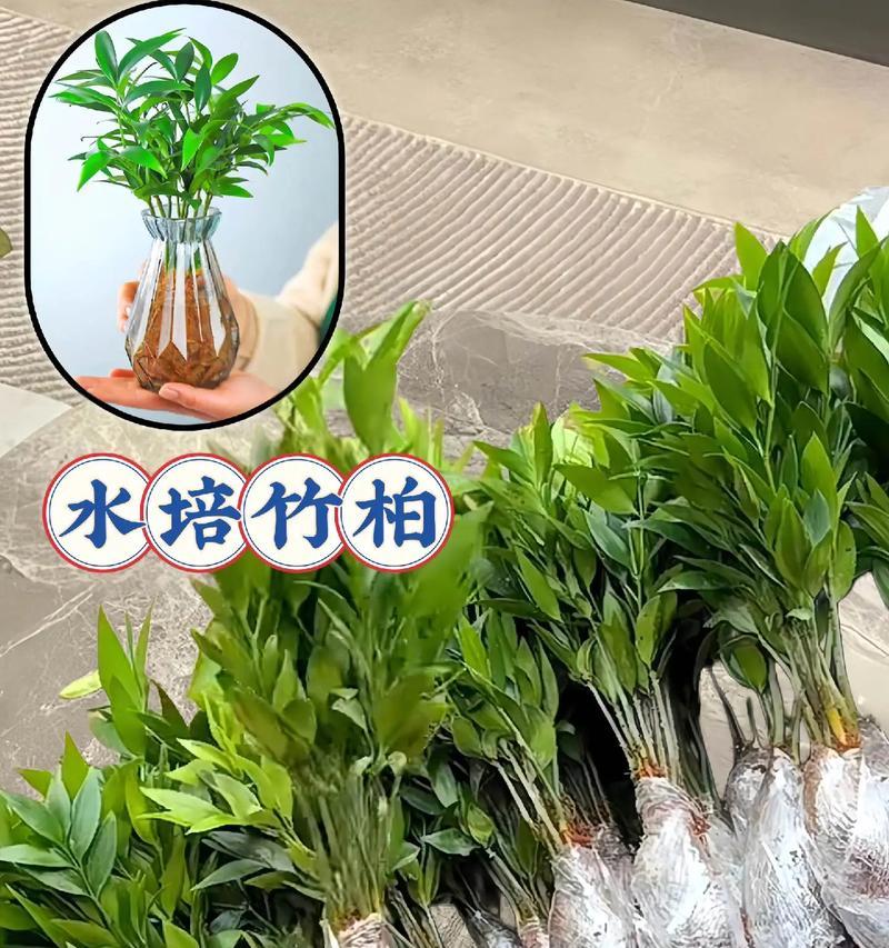 水培植物养成需要注意什么？有哪些有效的方法？