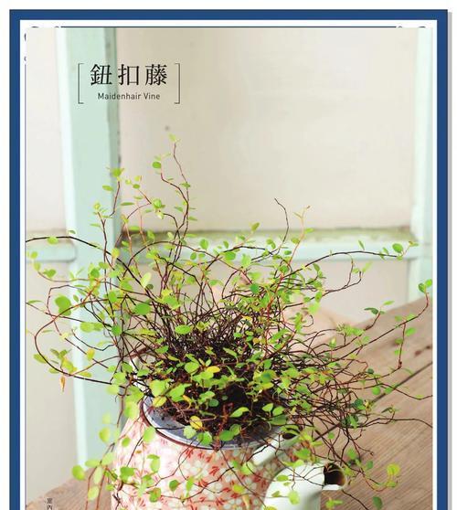 水培植物养成需要注意什么？有哪些有效的方法？