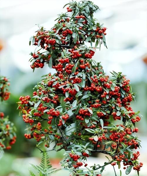 哪种植物象征着学术？学术界常用的植物代表是什么？