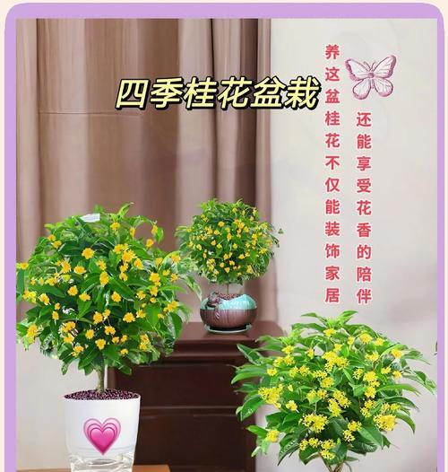 四季常青且香味浓郁的花卉有哪些？它们的养护要点是什么？