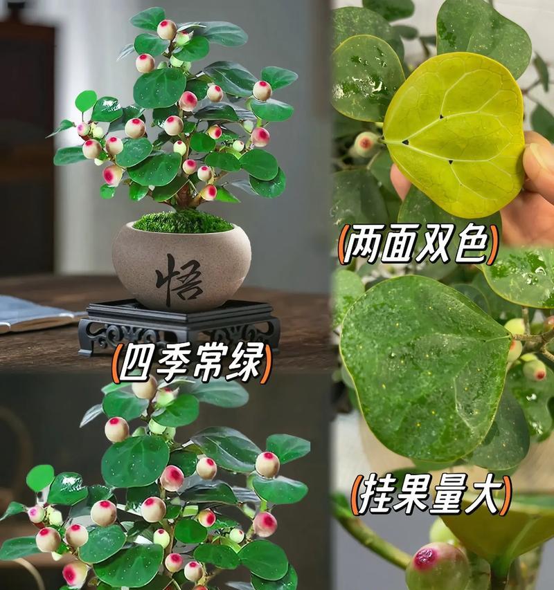 菩提盆栽代表了什么？