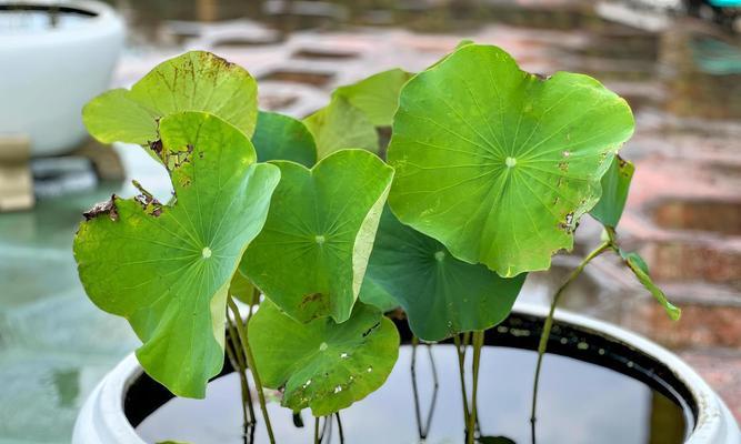 水培植物是哪些种类的植物？它们的养护方法有何不同？