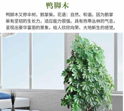 大型木植花卉有哪些？如何管理大型室内植物？