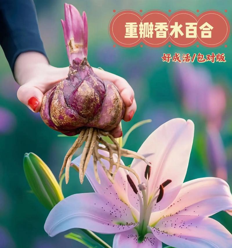 九百朵百合花的寓意是什么？