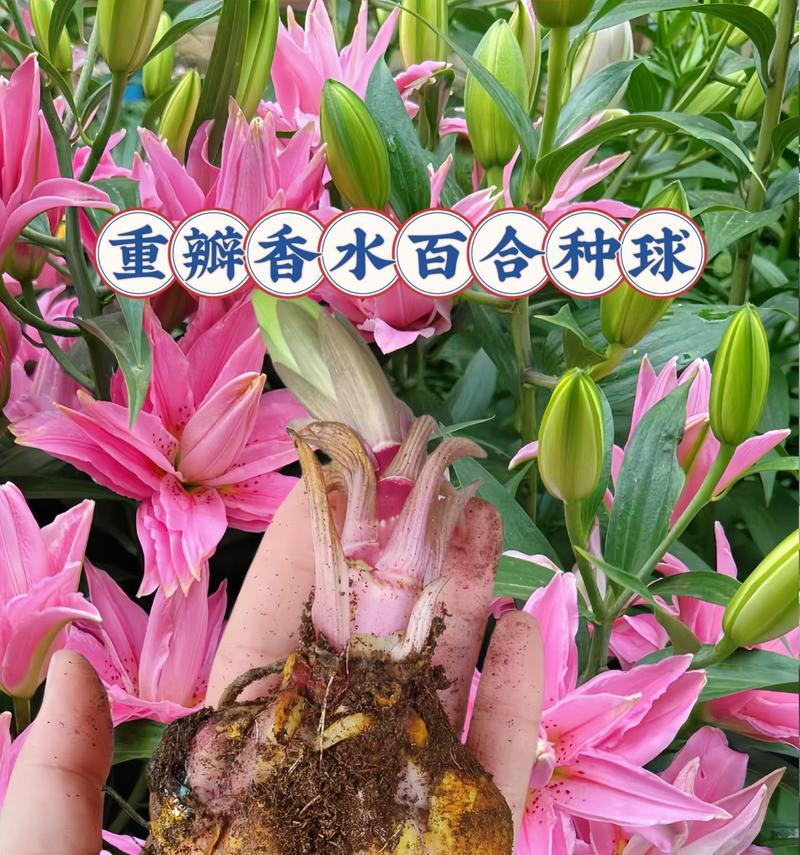 男朋友种植百合花有何深意？其表达的情感是什么？