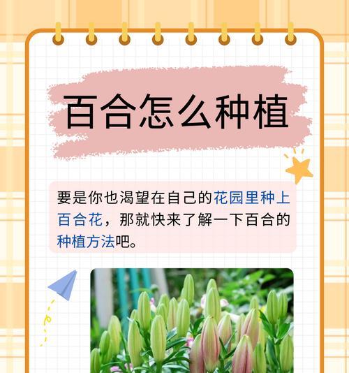 男朋友种植百合花有何深意？其表达的情感是什么？