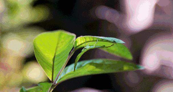 植物园动态植物有哪些特点？动态植物与普通植物有何不同？