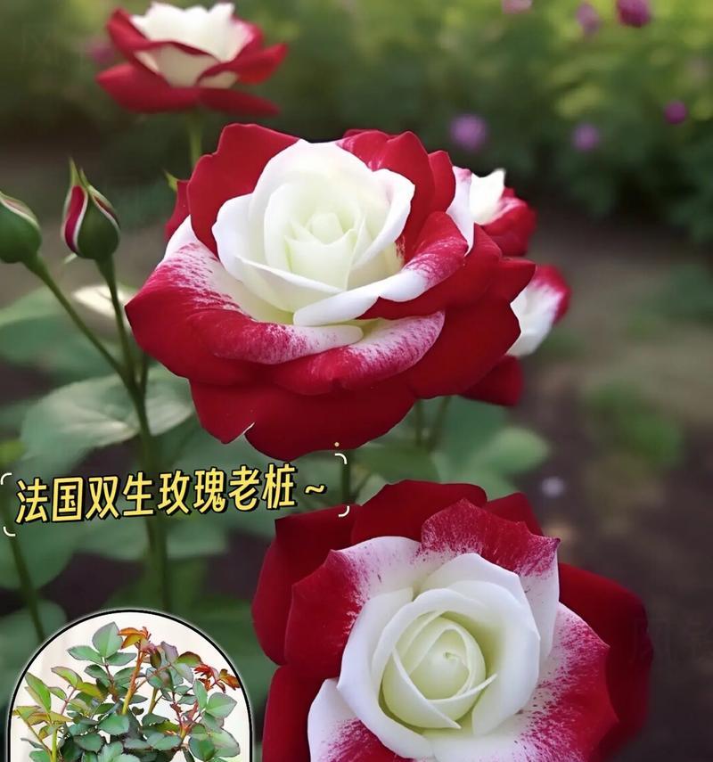 撕玫瑰花的寓意是什么？撕玫瑰花代表什么？