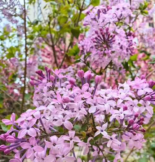 丁香花的花语有哪些？在不同文化中代表什么？