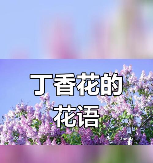 丁香花的花语有哪些？在不同文化中代表什么？