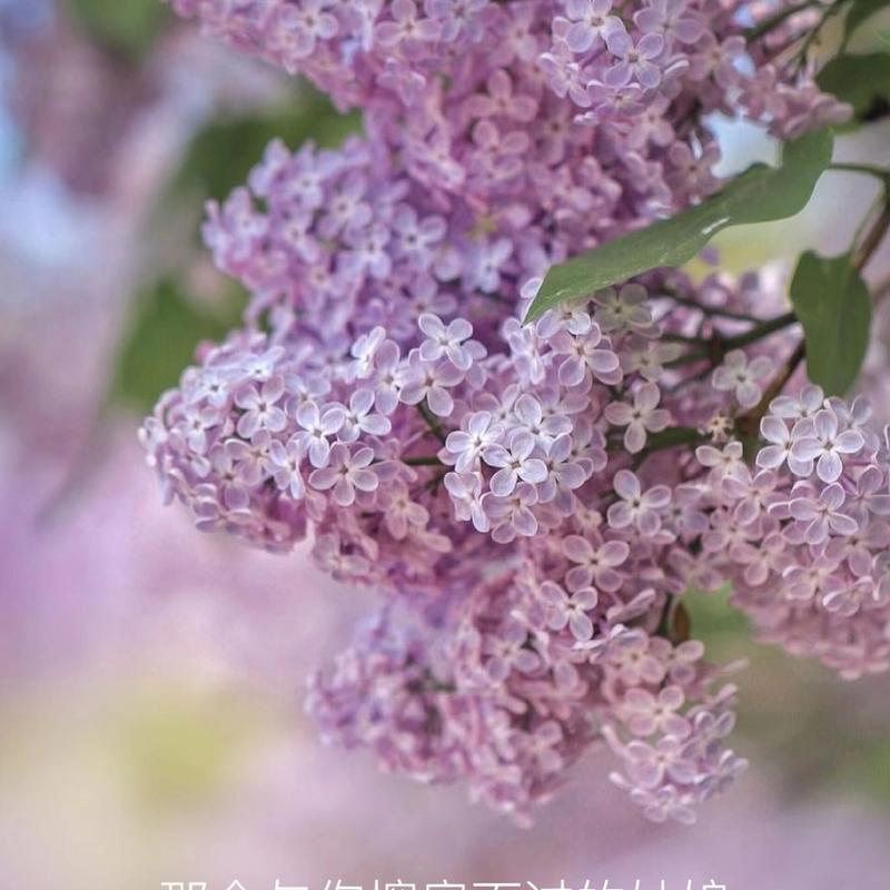 丁香花的花语有哪些？在不同文化中代表什么？