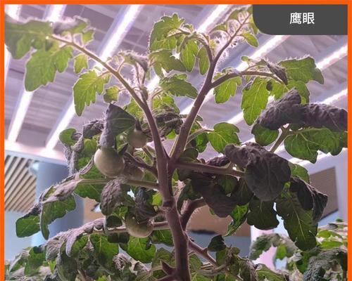 植物生长灯珠的选择标准是什么？