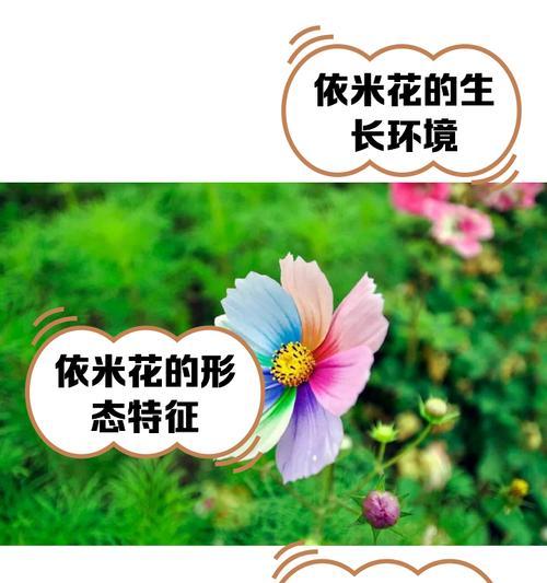 依米花代表什么意义？