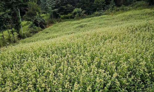 猫眼花卉应该用哪种土壤栽培？栽培时需要注意什么？