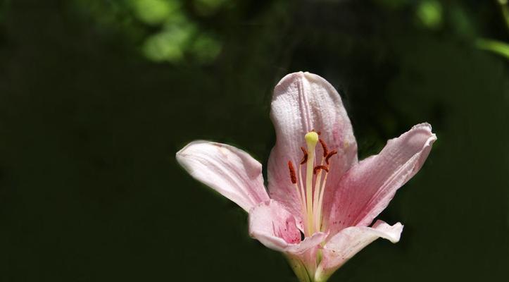 黑色重瓣百合花语是什么？它代表了什么情感？