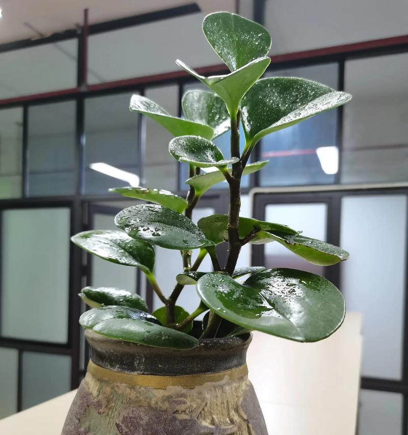 豆瓣植物养殖方法有哪些？如何在家中成功养殖豆瓣植物？