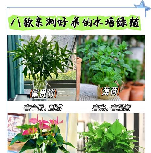 室内只放水的盆栽植物叫什么？它们的养护要点是什么？