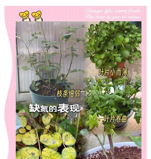 盆栽植物应使用哪种肥料？如何正确施肥？