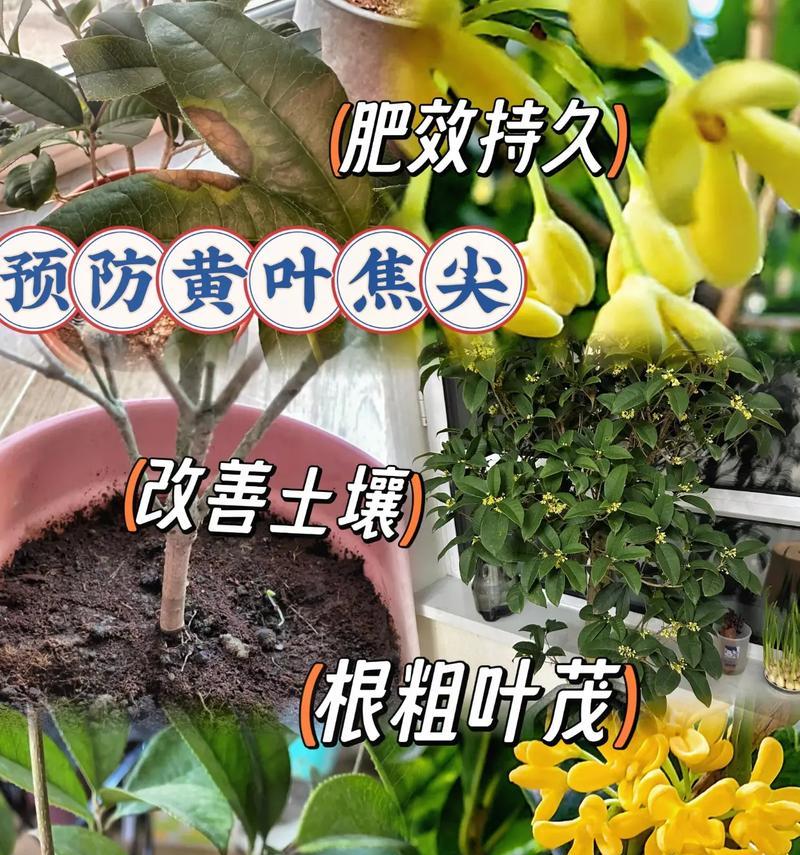 盆栽植物应使用哪种肥料？如何正确施肥？