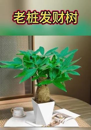 大象盆景植物的养护方法是什么？