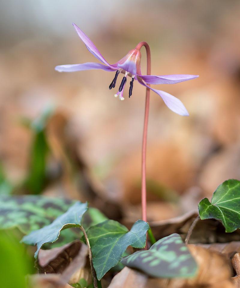 百合花代表什么狗狗品种？