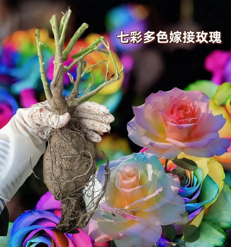 送爱丽丝玫瑰花代表什么？爱丽丝玫瑰花的花语是什么？