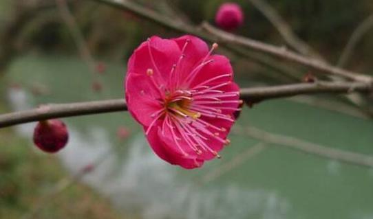 梅花的花语是什么？送梅花有哪些特别的意义？