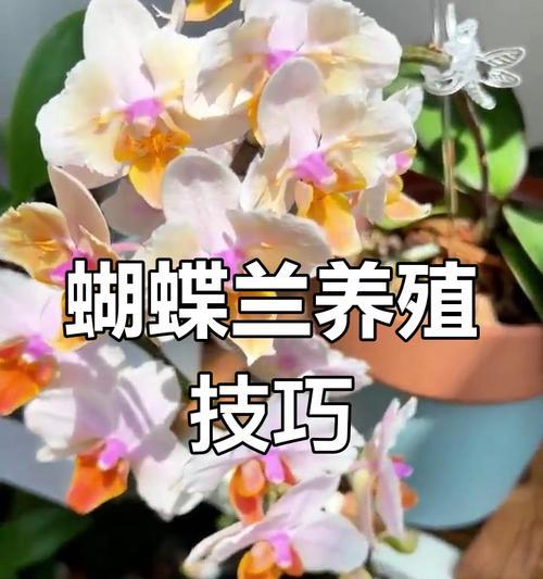 兰科花卉需要哪些肥料？如何正确施肥？