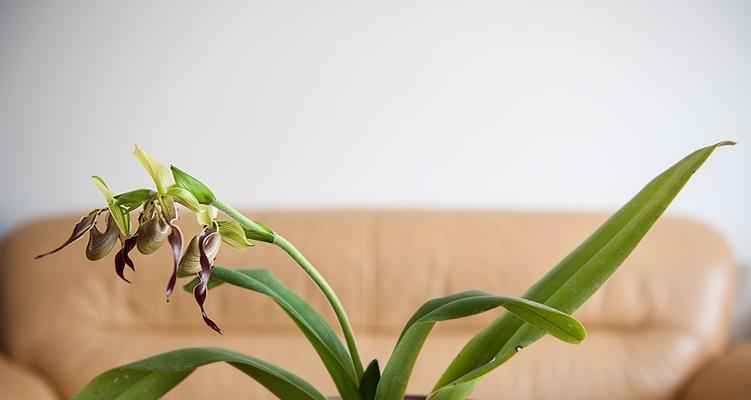 植物飘带样式有哪些特点？如何选择合适的飘带？