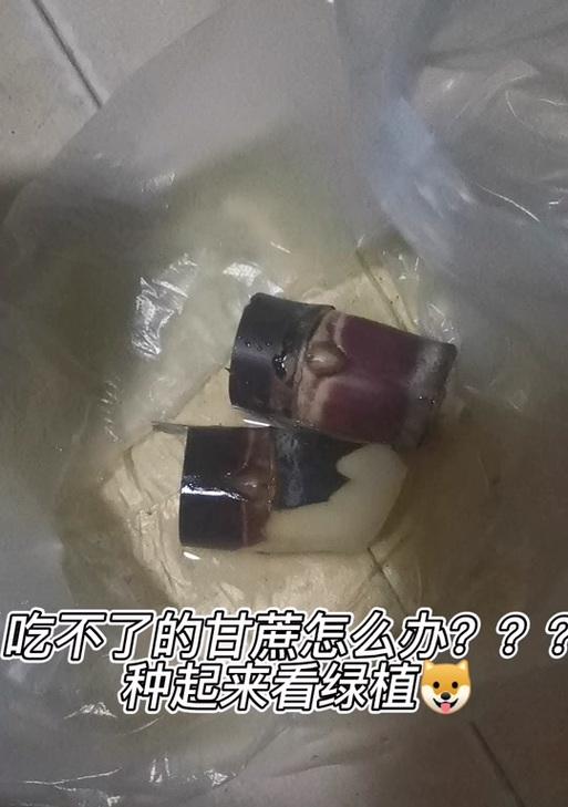 室内盆栽甘蔗的种植方法是什么？