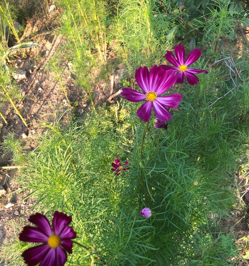 格桑花的花语是什么？格桑花在不同文化中的意义是什么？