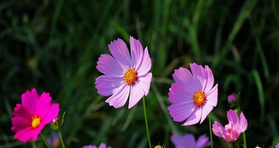 格桑花的花语是什么？格桑花在不同文化中的意义是什么？