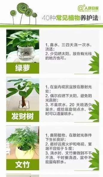 试种绿植花卉注意事项是什么？如何确保植物健康成长？