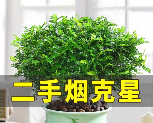 试种绿植花卉注意事项是什么？如何确保植物健康成长？