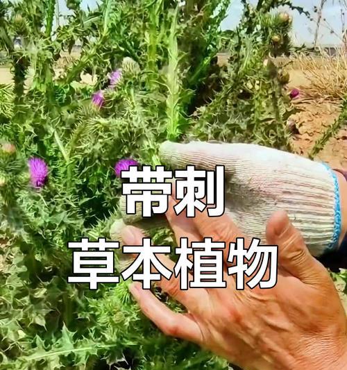 有哪些爬树带刺的藤蔓植物？这些植物有什么用途？