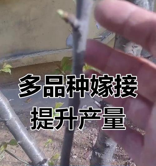 苹果树枝嫁接到樱桃树的方法是什么？成功率高吗？