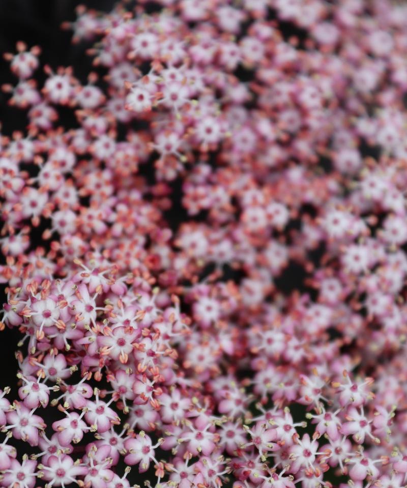 樱花草的花语是什么？这种花有何特别的寓意？