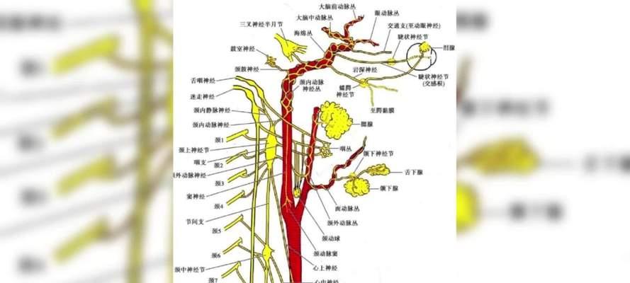 植物神经紊乱是什么？如何通过植物来缓解？