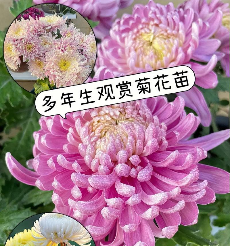 菊花花语代表什么意思？菊花的花语有哪些？