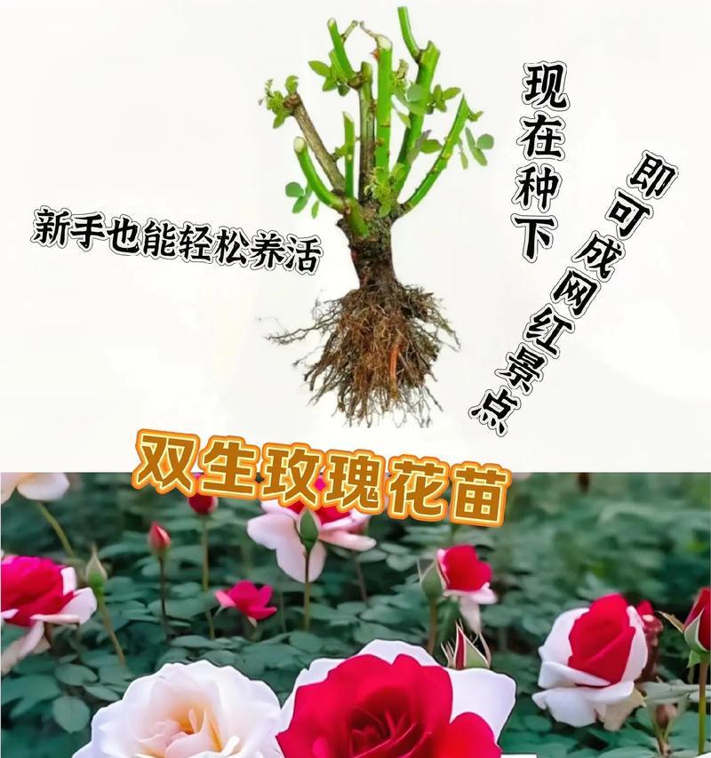 玫瑰花不是玫瑰的全部含义是什么？如何理解这句话？