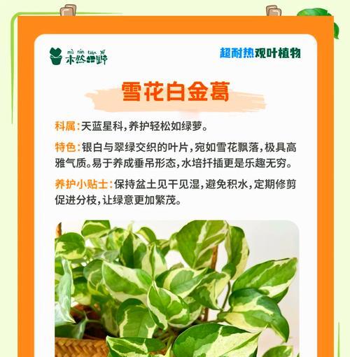 观叶又观花的木本花卉是什么？如何选择观叶观花植物？