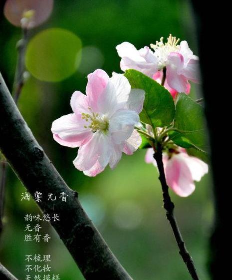 海棠花的花语是什么？它在花卉语言中表达什么？