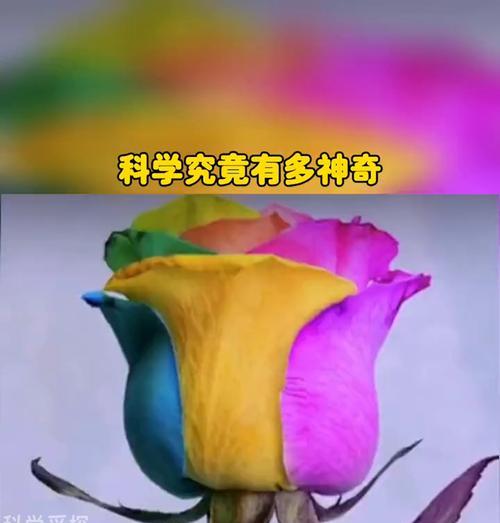 魔术中变出的玫瑰花不同颜色代表什么？每种颜色有何特殊含义？