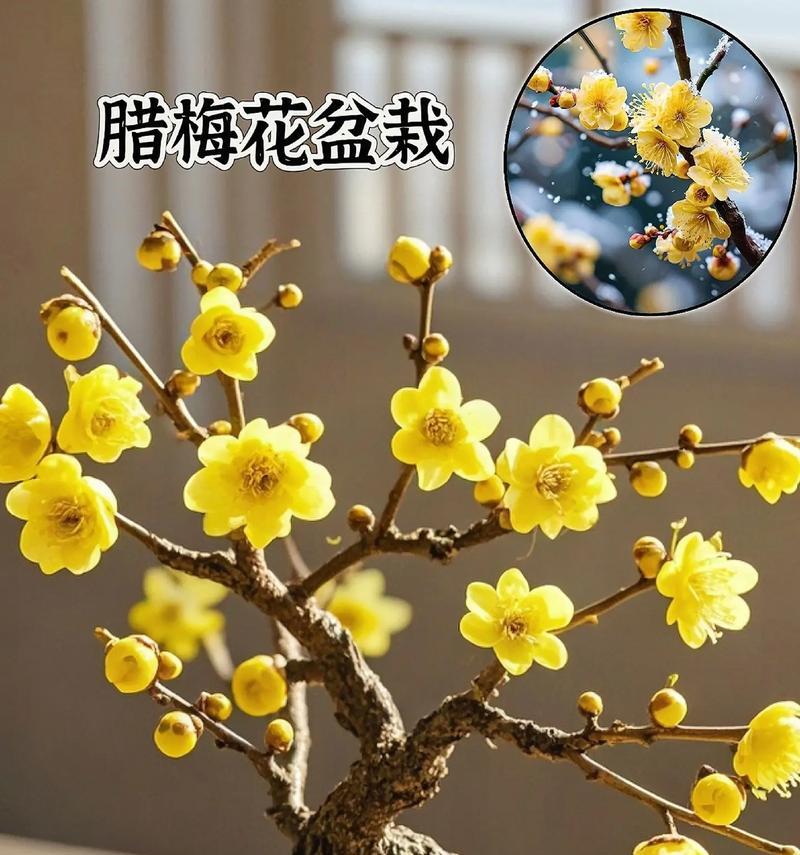 腊梅花的花语是什么？它在冬季送礼时有何特殊含义？