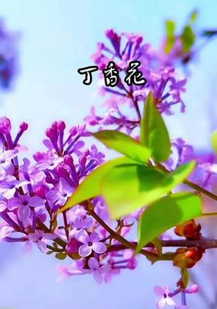 丁香花通常表达什么花语？