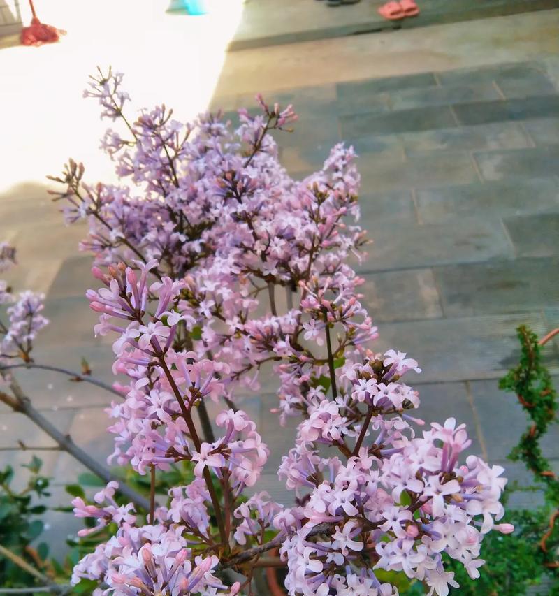 丁香花通常表达什么花语？