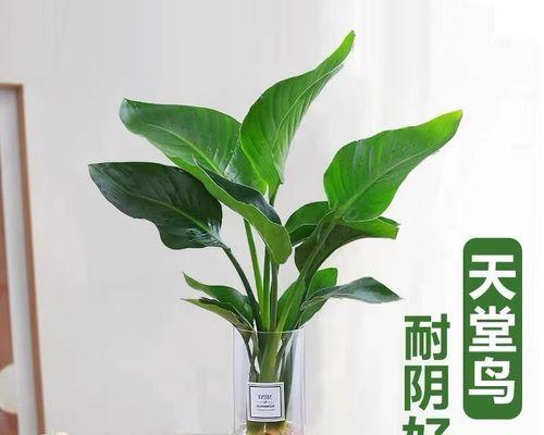 家里适合养哪些水培植物？水培植物的养护技巧是什么？